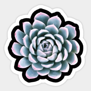 Suculenta Echeveria Pulidonis Sticker